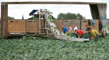 Vector harvesting belt